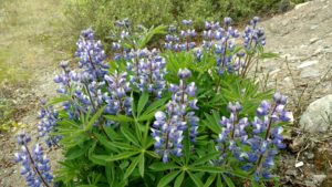 IMG_20160604_122832311